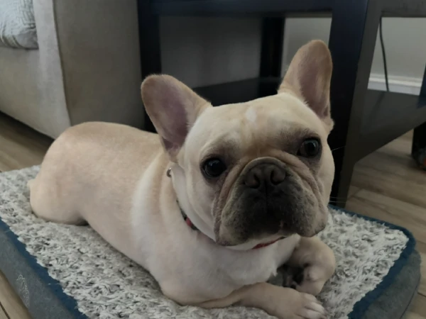 Bruno
